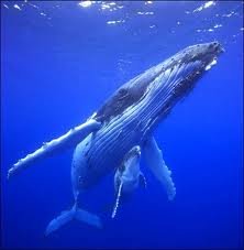 images_135